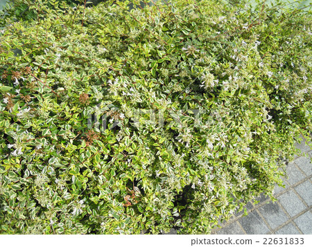 Aberia · Hop Rays 22631833