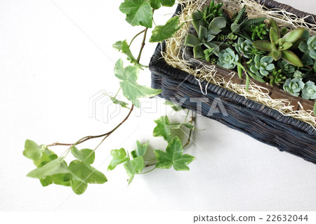 Planting succulent plants 22632044