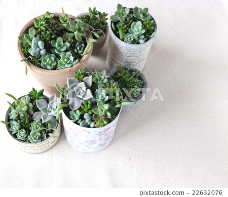 Planting succulent plants 22632076