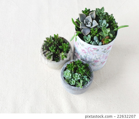 Planting succulent plants 22632207