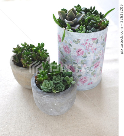 Planting succulent plants Planting succulent plants 22632209