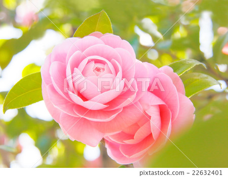 Camellia 22632401