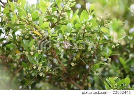 Japanese bees and boxwood flowers Japanese bees and boxwood flowers 22632445