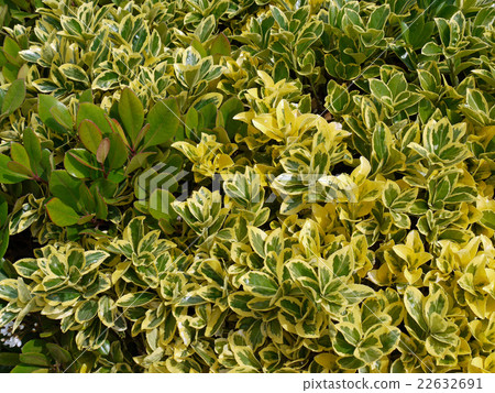 Kinmasaki Mixture 22632691