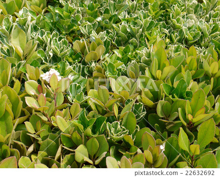 混合的柵欄 22632692