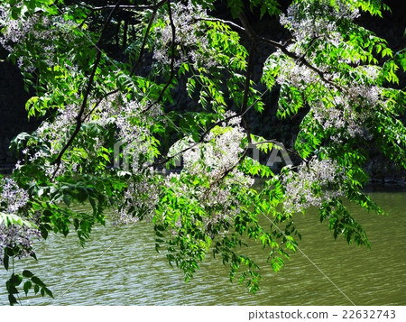 There is a proverb of the savage from the futaba, but its fragrance is this. It is an alias of sandalwood. 22632743