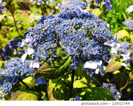 Embracing raindrops and blooming. Rainy season It is a flower of hydrangea that shines in the sky. 22632744