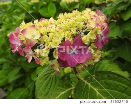Embracing raindrops and blooming. Rainy season It is a flower of hydrangea that shines in the sky. Embracing raindrops and blooming. Rainy season It is a flower of hydrangea that shines in the sky. 22632746