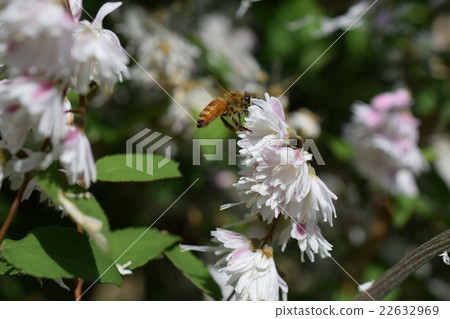 Flower of bee and cotton candy (whitening) Flower of bee and cotton candy (whitening) 22632969