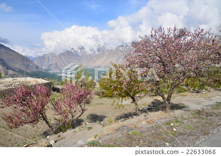 Beautiful mountains and fields and apricot flowers seen from Pakistan Hunza Altit side 22633068