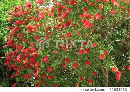 Brush cockroach Brush cockroach 22633080