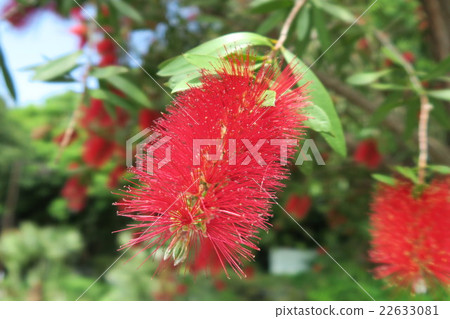 Brush cockroach Brush cockroach 22633081