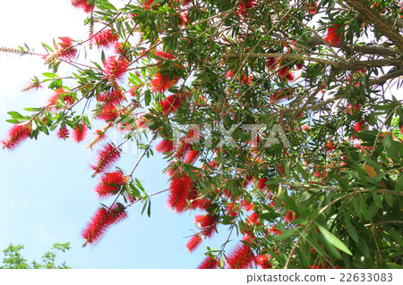 Brush cockroach 22633083