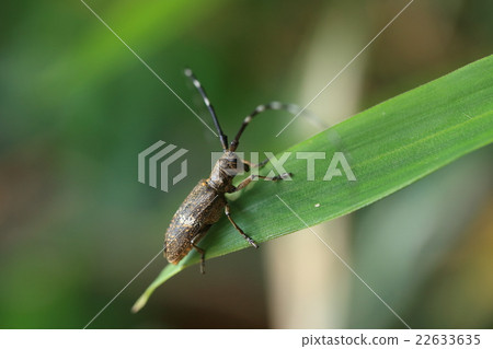 Creatures insects Himehime nagakami Kamikiri, it is small but plain but it has a very long antenna larva ② Creatures insects Himehime nagakami Kamikiri, it is small but plain but it has a very long antenna larva ② 22633635