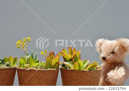 種植多肉植物和泰迪熊 22633794