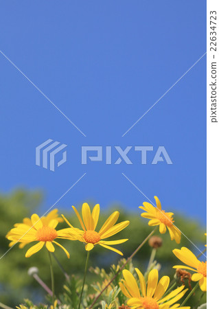 百合的朱利葉斯雛菊和藍天 百合的朱利葉斯雛菊和藍天 22634723