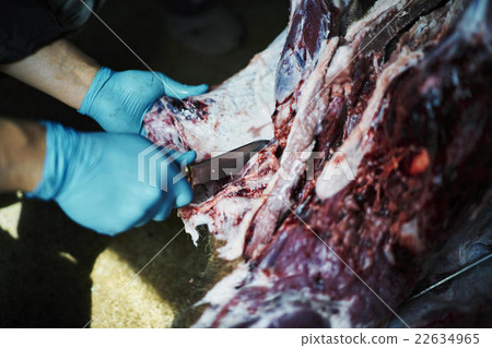 Hunting image 22634965