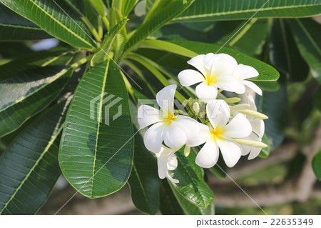 white plumeria or frangipani flower. 22635349