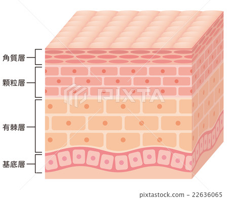 Sectional view of skin 22636065