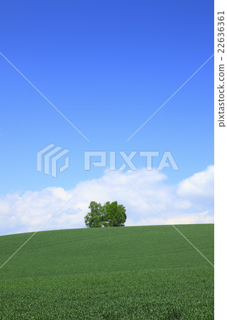 Hokkaido Biei-cho Wheat field and grove 22636361