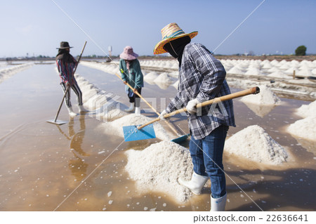 Farmer working in the salt field in Thailand 22636641