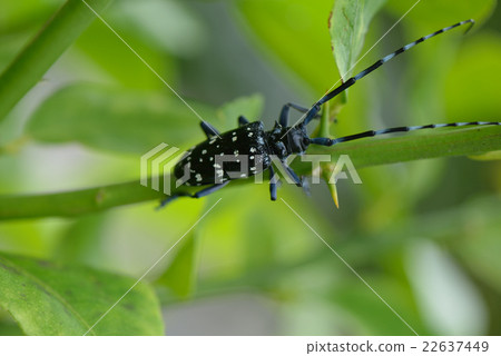 Affiliation Affiliation 22637449