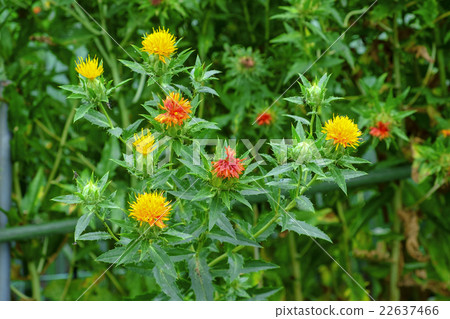 Safflower safflower Safflower safflower 22637466