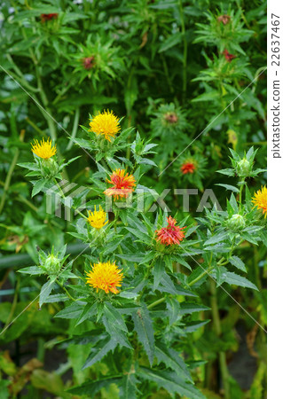 Safflower safflower Safflower safflower 22637467