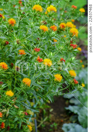 Safflower safflower Safflower safflower 22637468