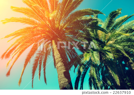 Palm trees against sky at sunset Palm trees against sky at sunset 22637910