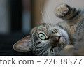 Cat 22638577
