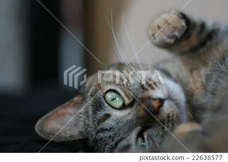 Cat Cat 22638577