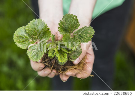 Farmer hand holding a fresh young plant Farmer hand holding a fresh young plant 22638690