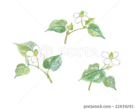 Dokudemi jukuro juyaku 22639291