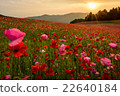 秩父高原牧場罌粟在天空中 22640184