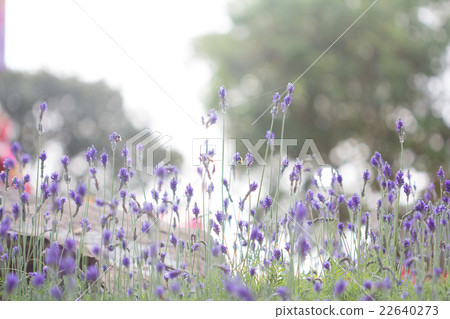 Lavender flower. Beautiful lavender flower 22640273