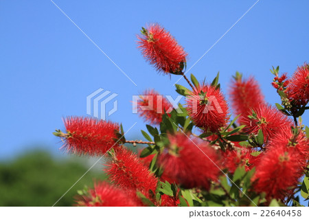 Brush tree 22640458