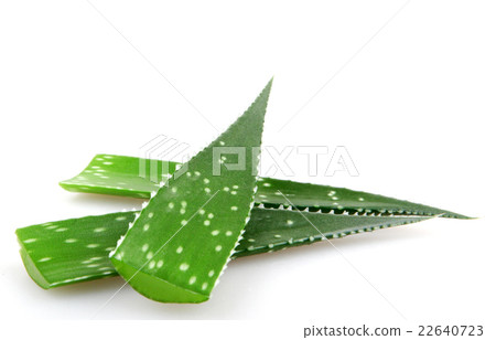 aloe vera 22640723