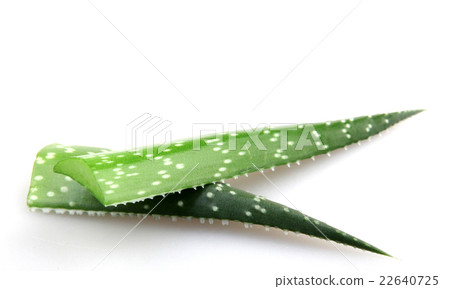 aloe vera aloe vera 22640725