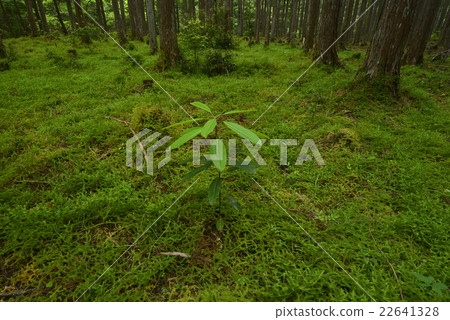 奈良縣的Kii山/ Shimokitayama村的森林 奈良縣的Kii山/ Shimokitayama村的森林 22641328