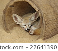 Fennec 22641390