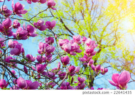 Bloomy magnolia tree with big pink flowers Bloomy magnolia tree with big pink flowers 22641435