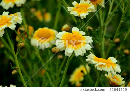 Haruhiko的花 Haruhiko的花 22641529