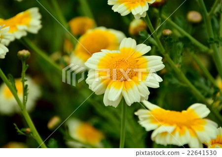 Haruhiko的花 22641530