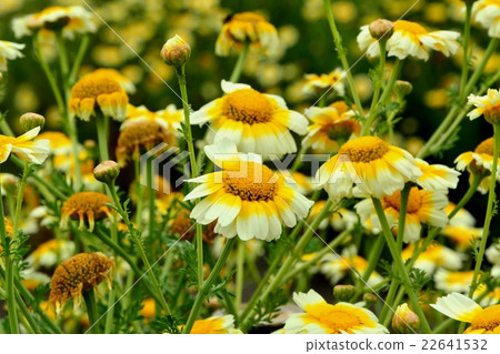 Haruhiko的花 22641532