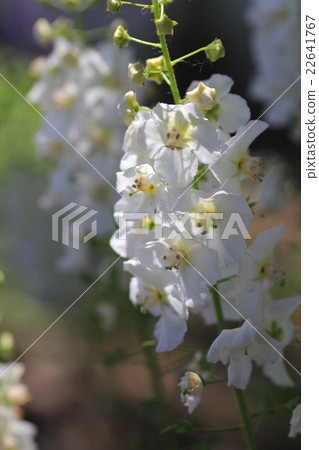 Verbascum blooming in a flower bed Gardening 22641767