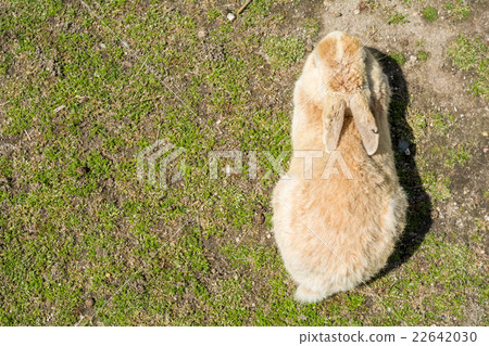 在Okunojima的兔子從正上方看 在Okunojima的兔子從正上方看 22642030