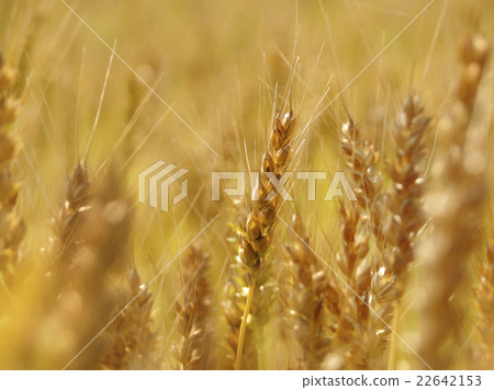 Wheat field near harvest Wheat field near harvest 22642153