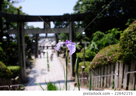Miyaji Dake Shrine的江戶虹膜 22642155