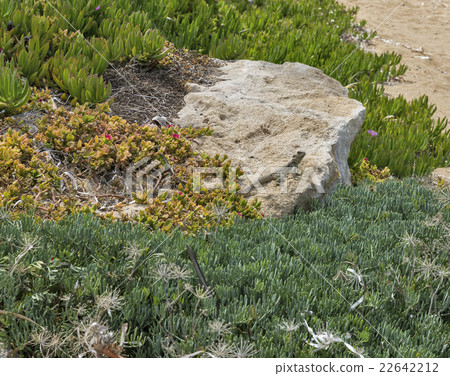 Starred Agama lizard on a rock in Cyprus 22642212